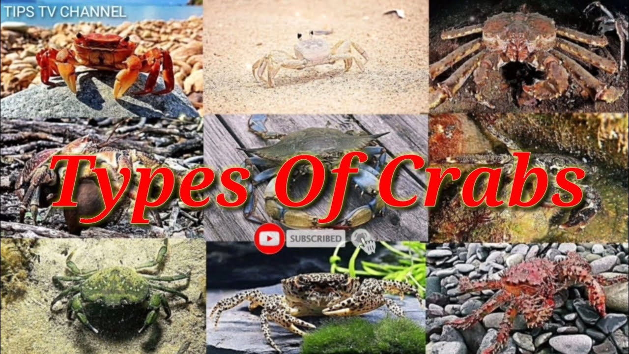Types Of Crabs, Their names,Descriptions and Picture #trendingvideo2022 #tipstv