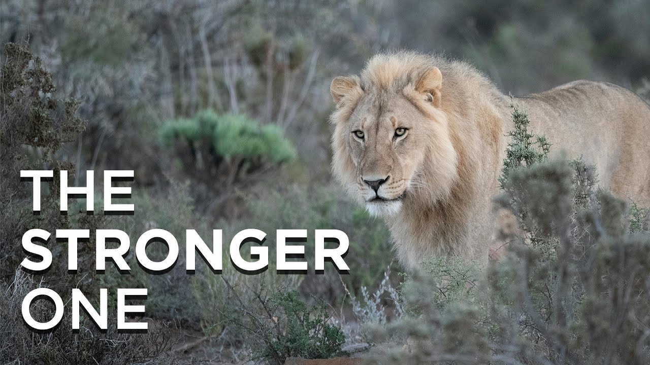 The Stronger One - June 30, 2024 8:30 am -  #centralchurchnc Live Stream