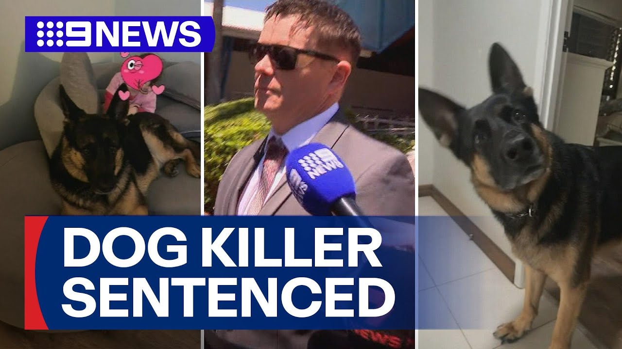Arnie's owner pleads guilty to killing after drug and alcohol-fuelled bender | 9 News Australia