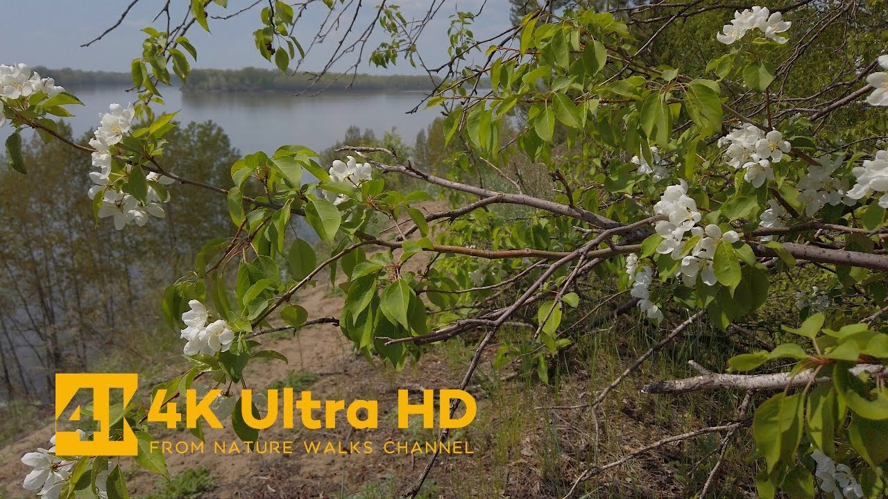 A Beautiful Spring Walk near the River