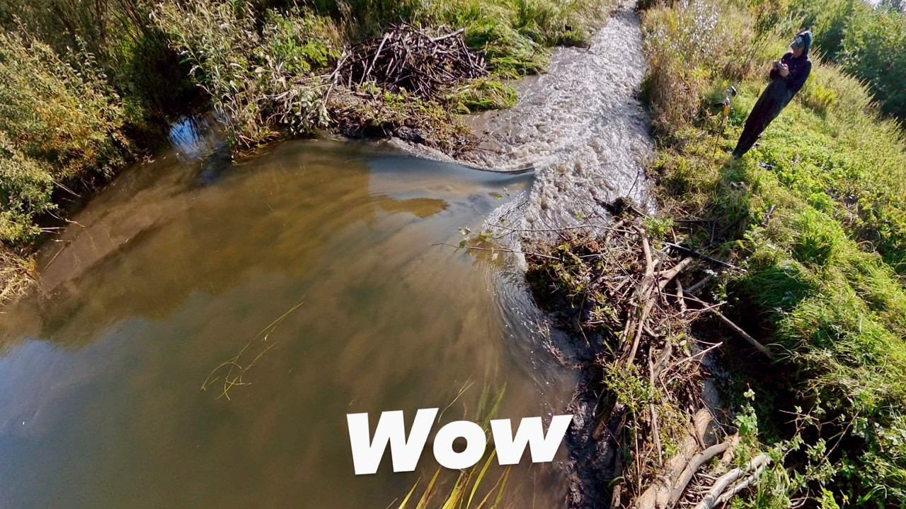 Beaver Dam Removal || Massive Collapse Caught on Drone!