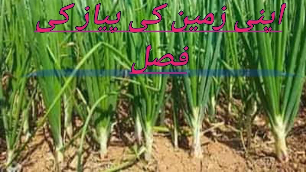 Tricks to grow bigger onions Apni Zameen ki Piyaz ki Fsal#smartfarming #gardentips #organicfarming
