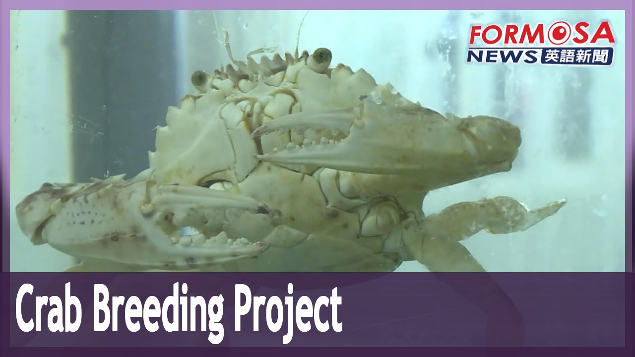 NTOU crab breeding program goes from strength to strength