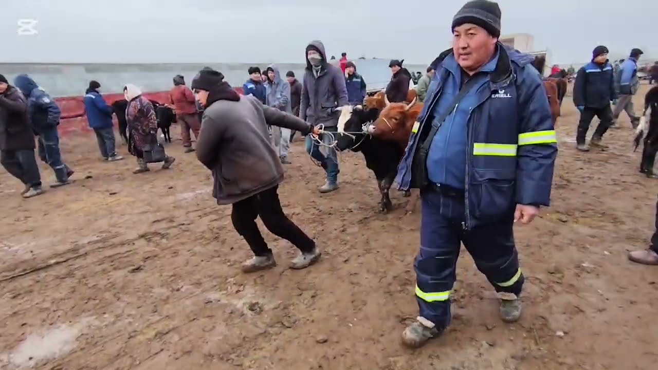10 ЯНВАРЬ 2026 ЖЫЛ НОКИС РАЙОН МАЛ БАЗАР БАХАЛАРЫ#нокис_район#нокис_район_мал_базар