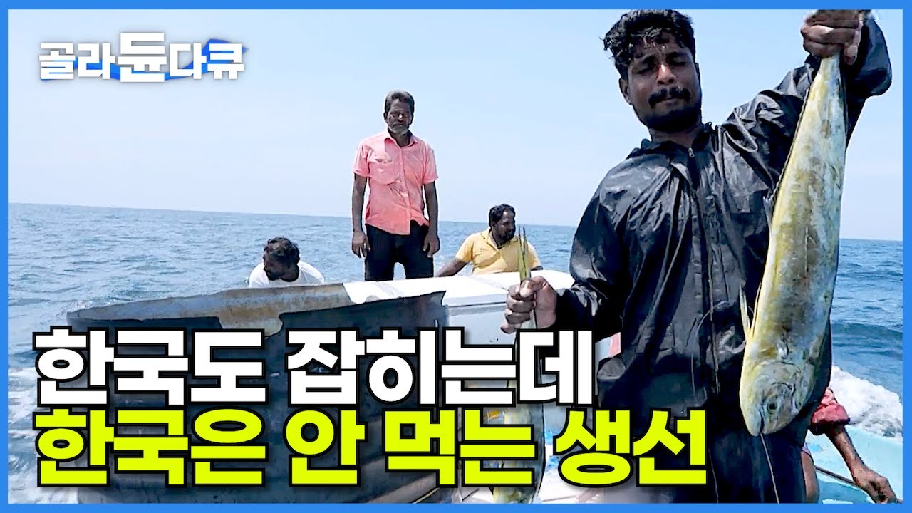 외국에선 튀겨먹으면 치킨보다 맛있다는 인기 생선! 하지만 한국에선 먹지 않는 물고기?┃한국 남해에서도 잡히는 2미터 괴물 물고기!┃인도양 만새기잡이 어부┃인간과 바다┃#골라듄다큐
