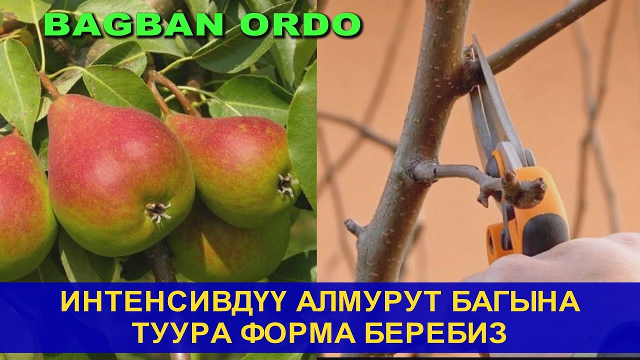 АЛМУРУТКА ТУУРА ФОРМА БЕРИП БУТАЙБЫЗ // ИНТЕНСИВДҮҮ БАК// ТОКТОГУЛ//