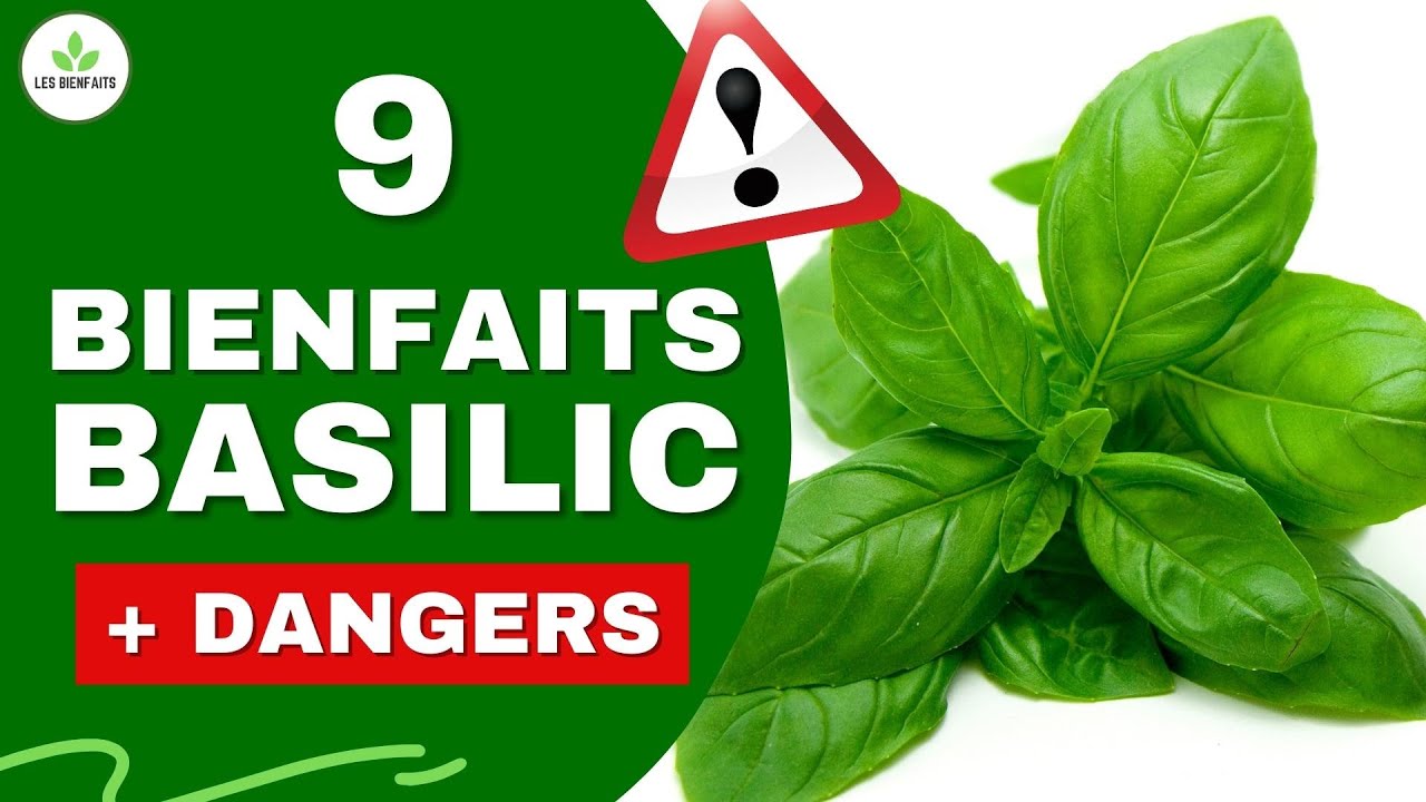 Basilic Sacré : Bienfaits et Effets Secondaires