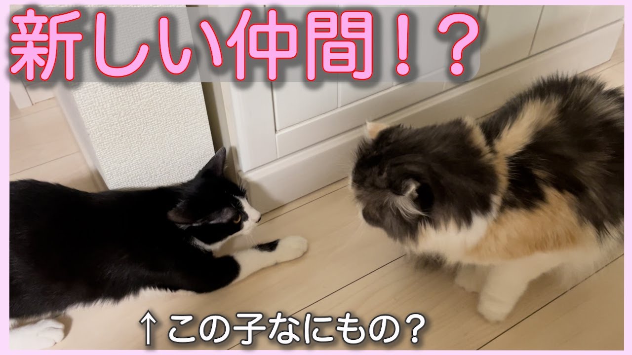 新しい仲間？保護猫トライアル　パート１　愛猫「もなか」の日常[スコテッシュフォールド]