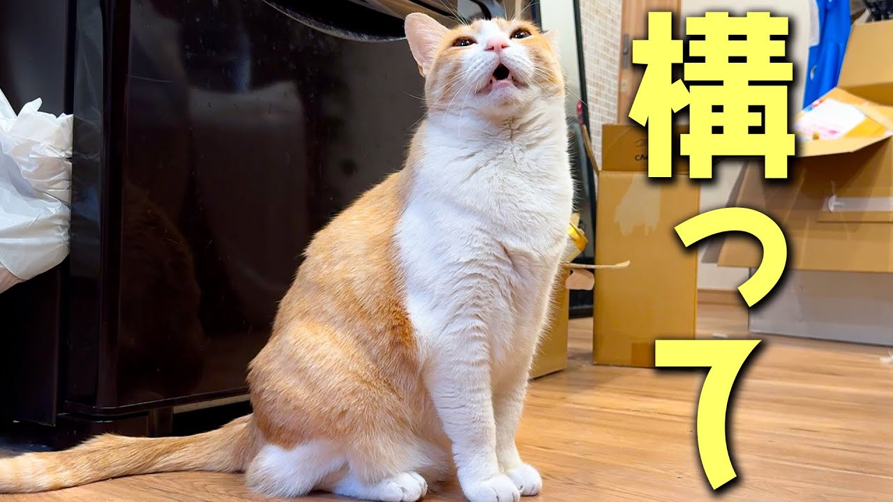 ゆで卵の殻を剥いてたら猫がめっちゃ嫉妬していました。