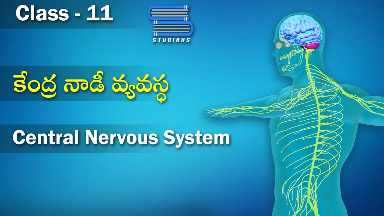 కేంద్ర నాడీ వ్యవస్థ – Central Nervous System | Biology Telugu | Class 11 | Inter 2nd Year Telugu