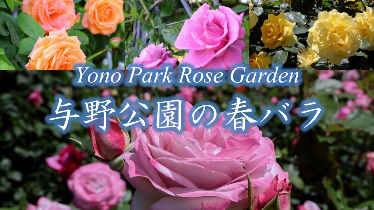与野公園のバラ 見頃を迎えました/The roses at Yono Park in full bloom/4K
