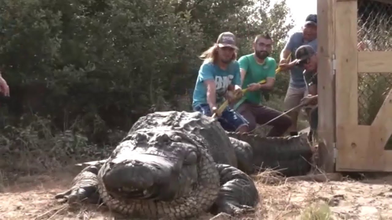 More than 30 alligators removed from South Padre Island sanctuary ahead of Hurricane Beryl