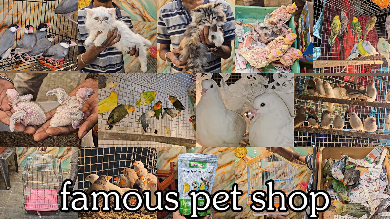 African Birds, Budgies, Java & Zebra Finches, Cockatiels | Handfeeding Chicks & Fantail Pigeons 