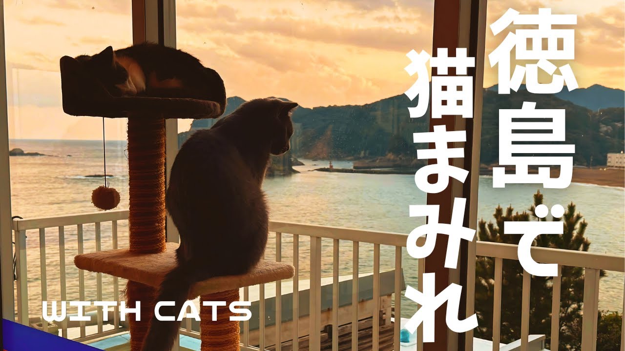 ねこ補給完了❗️保護ねこ20匹に囲まれる天国宿が徳島にありました〜❗️｜保護ねこ｜「白い灯台」｜ねこ好き