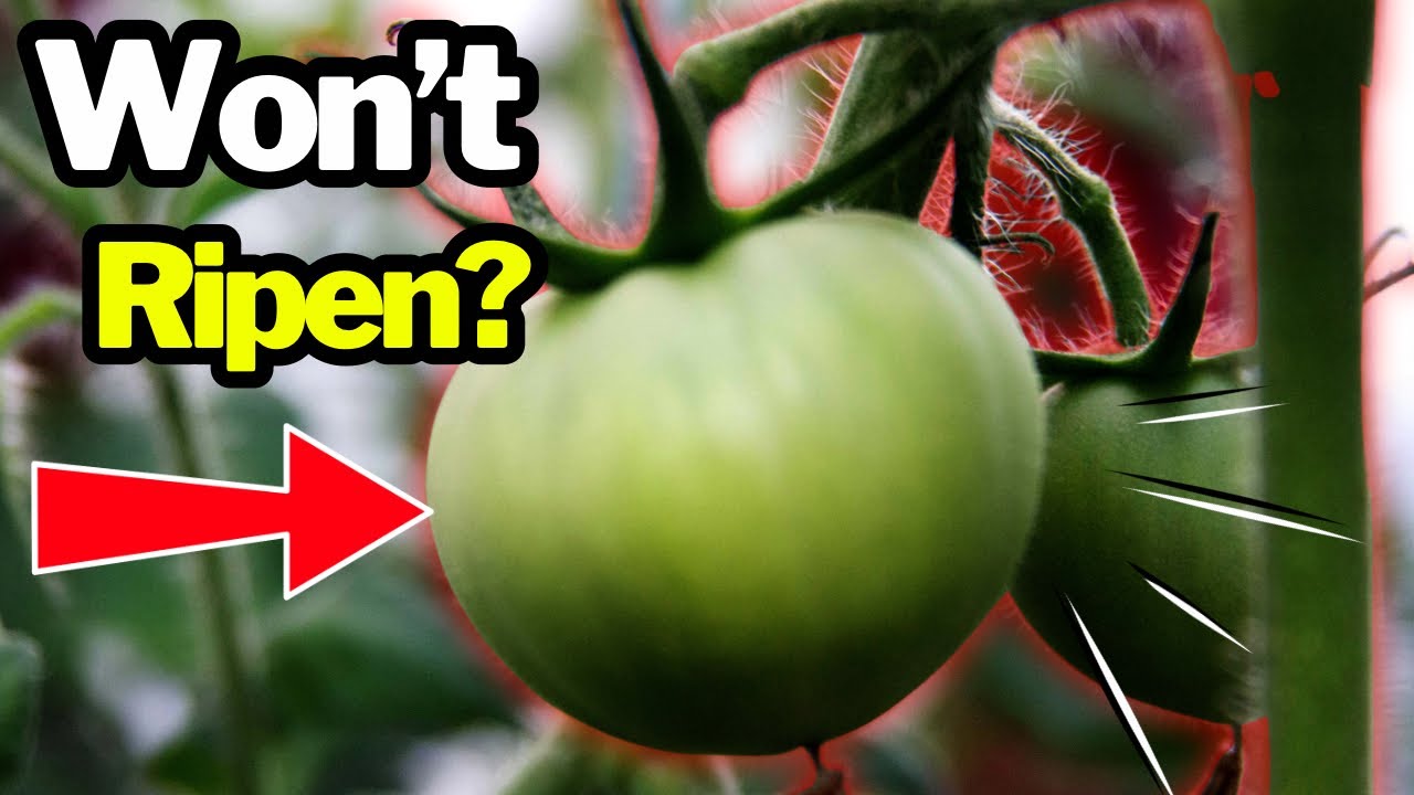Stuck on Green? Here’s Why Your Tomatoes Aren’t Ripening… 
