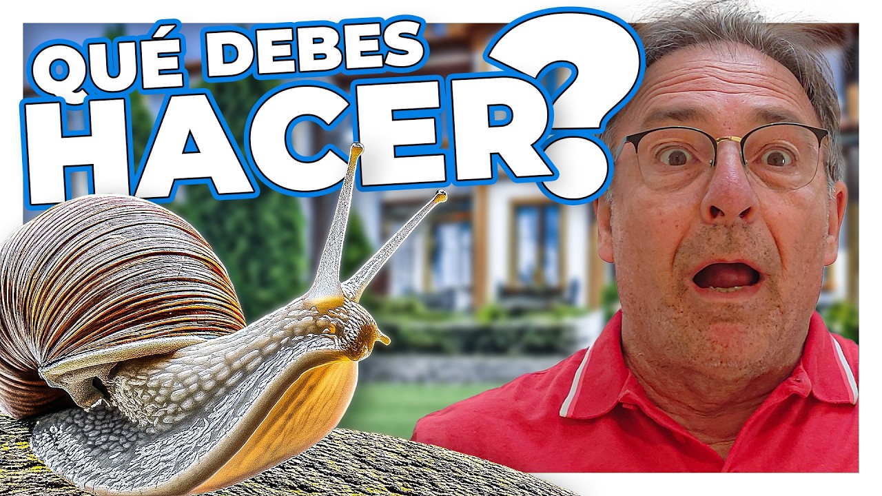 Qué significa encontrar caracoles en tu casa? PLAGAS 9