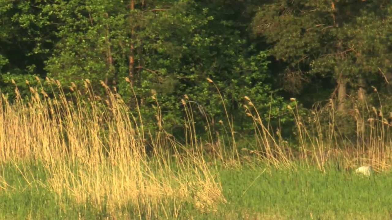 Rare Birds Of Finland,WHISKERED TERN