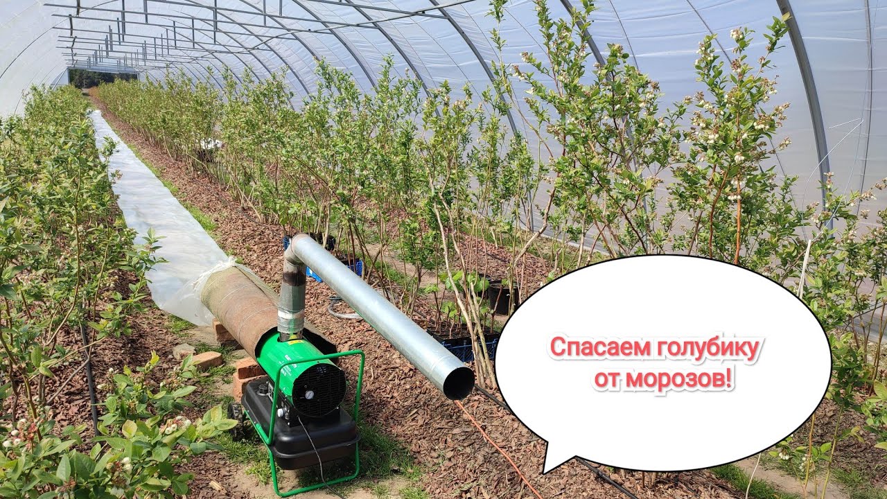 Голубика после заморозков 28.04.2025