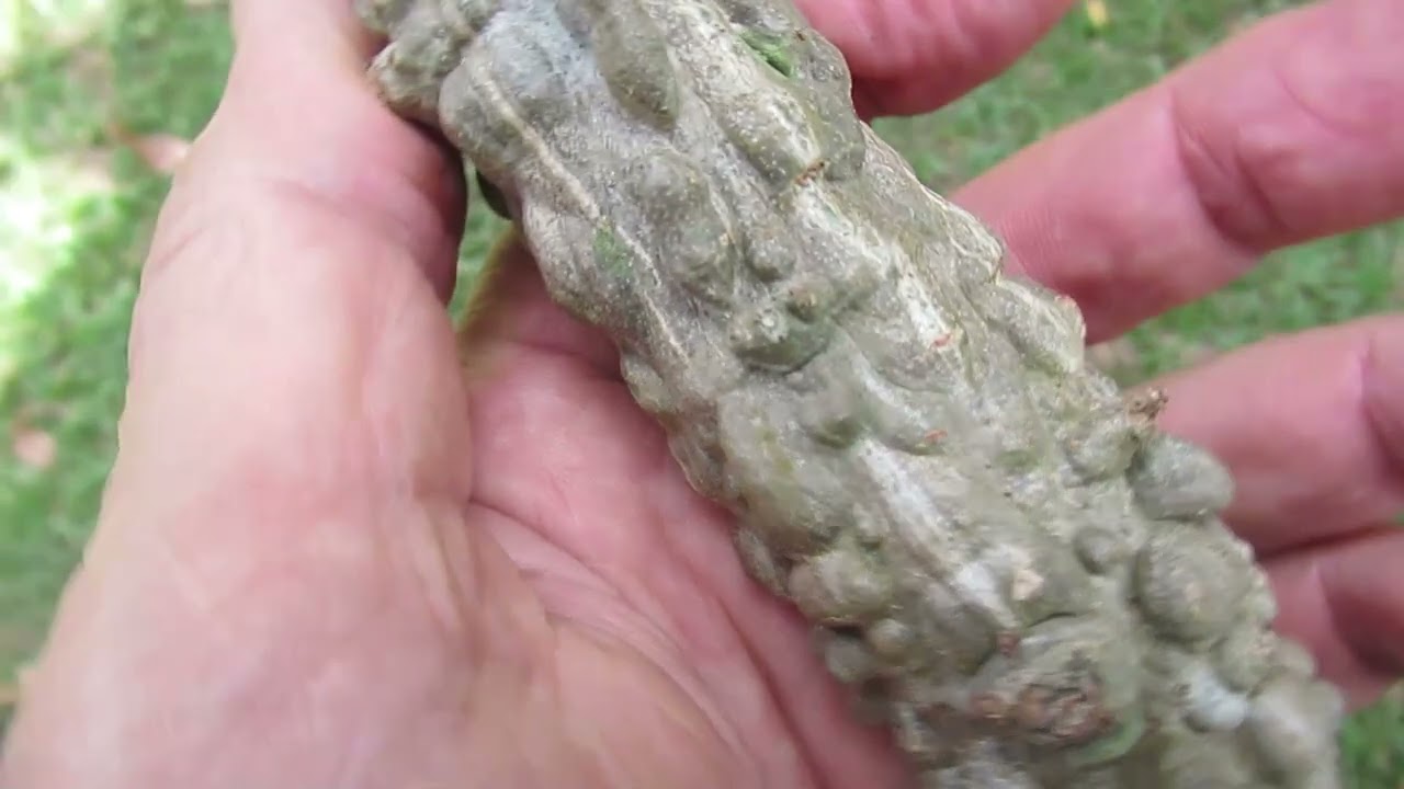 How to grow bumpy elephant tree - Operculicarya decaryi