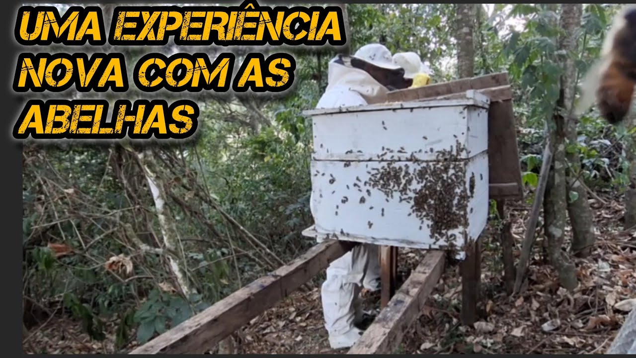 Apicultura caseira.