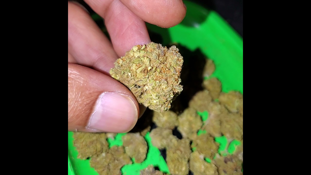 Watermelon 🍉 OG