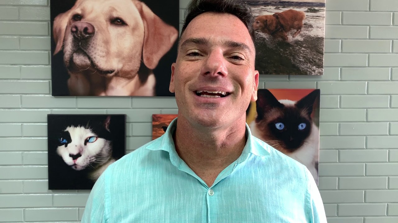 Cachorro macho entra no cio?