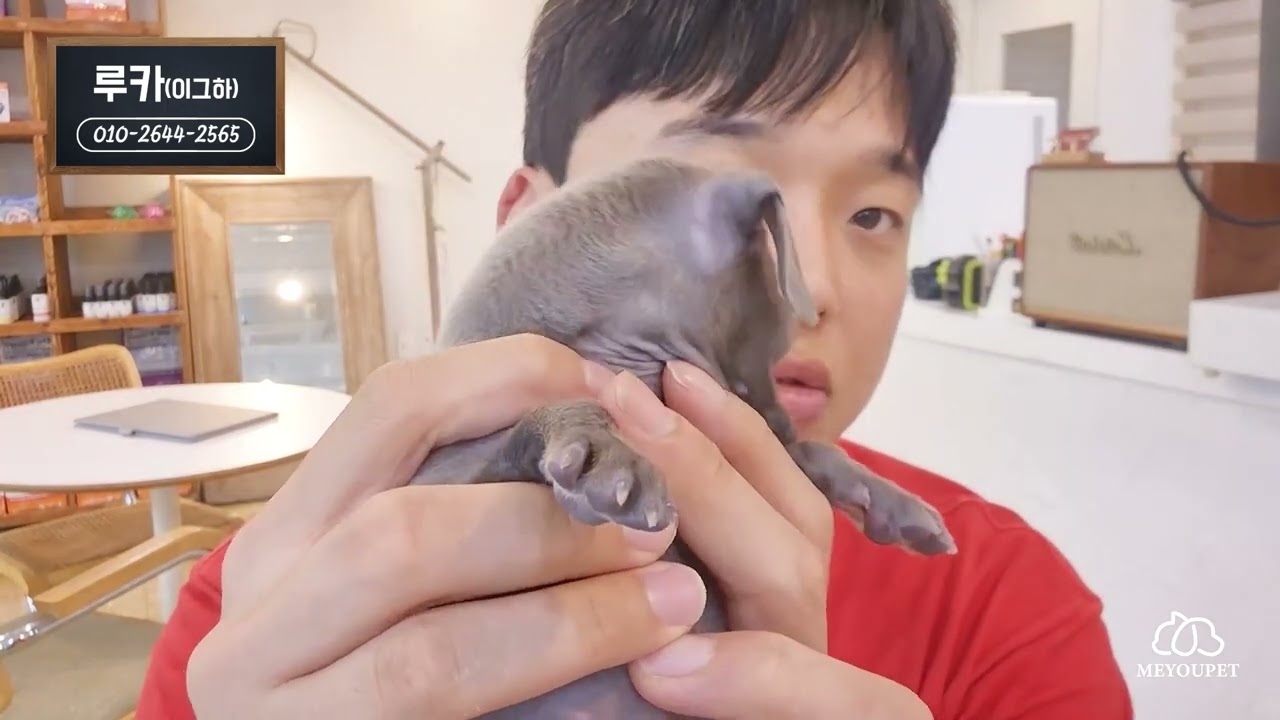 온산 언양 기장 강아지분양 재빠른 이탈리안 그레이 하운드 창원애견샵