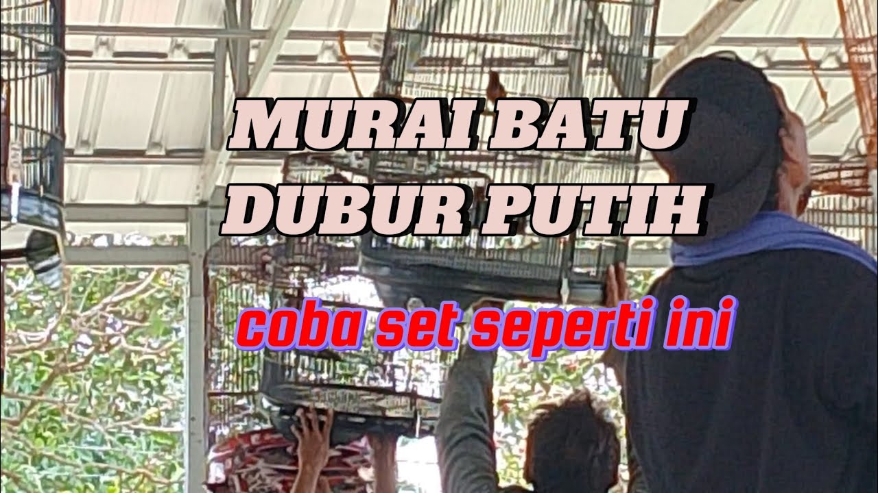 Setingan Murai Batu Dubur Putih