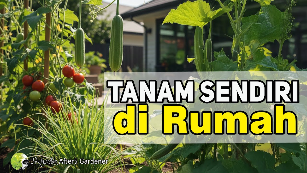 Berkebun di Rumah Jadi Mudah || 4 Tanaman Dapur Paling Senang Hidup (Part 1)