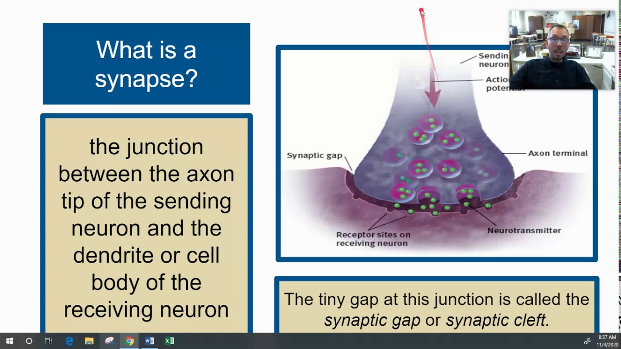 AP Psychology 2.3b - The Structure of a Neuron