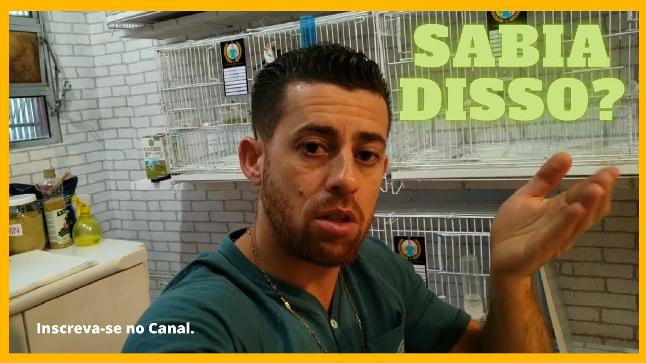 Fêmeas de Pintassilgos aprontando. ( Como saber quando as fêmeas de Pintassilgo, estão aprontando ).