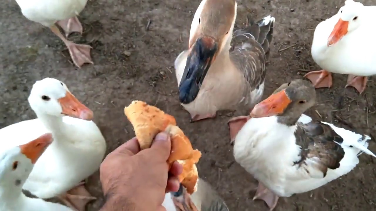 Geese loves to eat bread