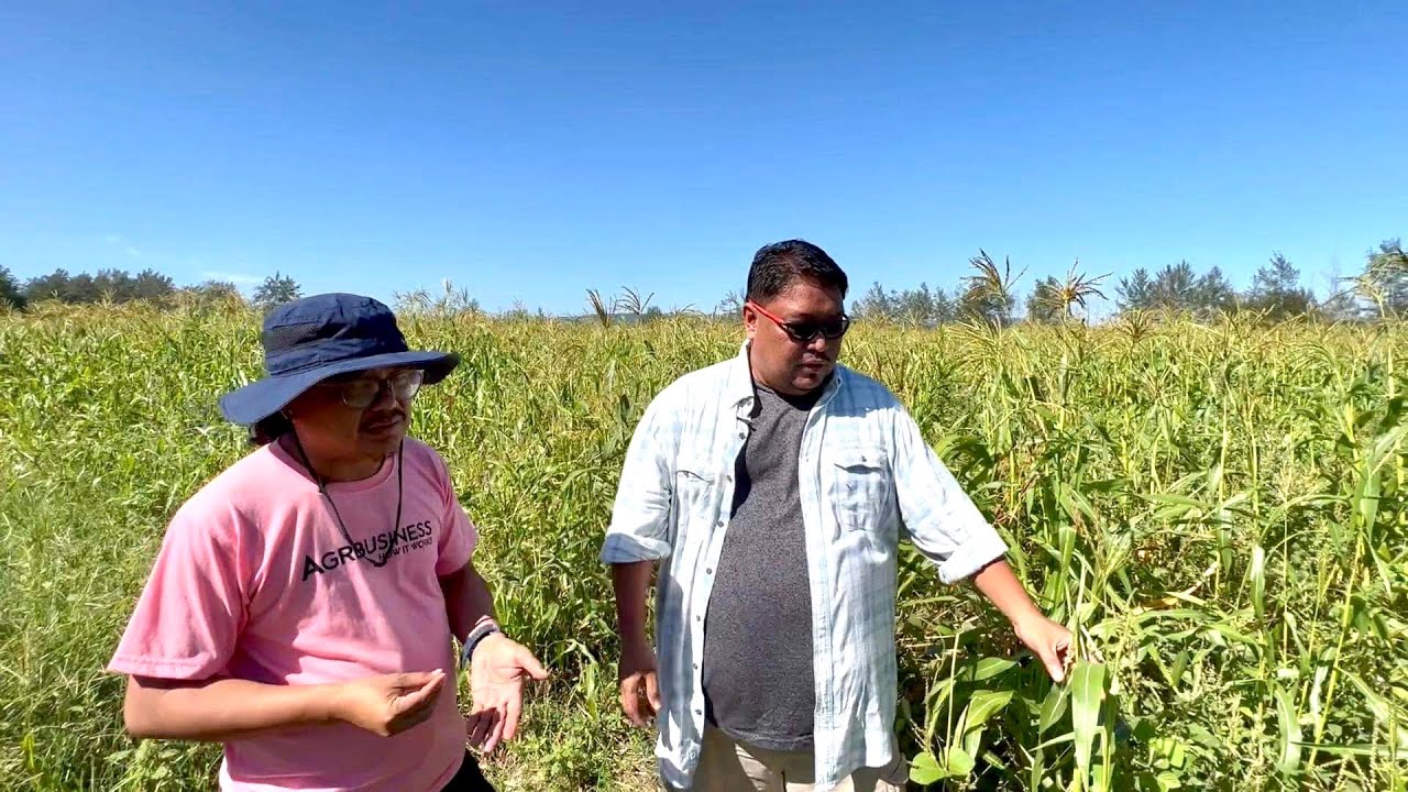 RESILIENT SA BAGYO, BAHA, DROUGHT. MARAMAIS & SORGHUM - NO NEED ALAGAAN. LIIT PUHUNAN. LAKI KITA!