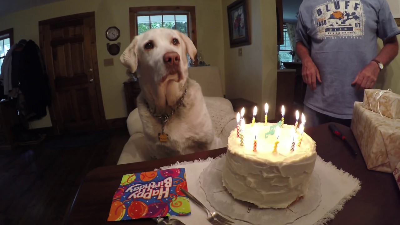 Levi's 12th birthday