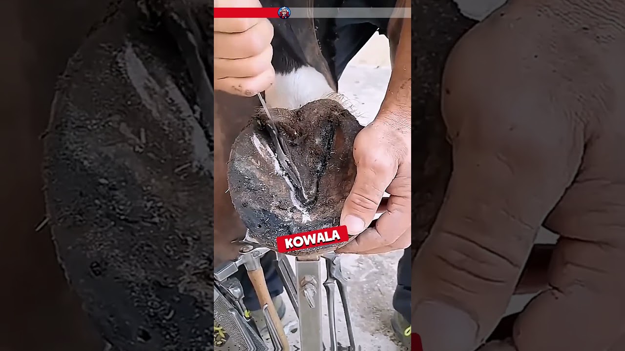 🐎 Podkuwanie konia to fascynujący proces łączący tradycję, rzemiosło i troskę o dobro zwierzęcia.