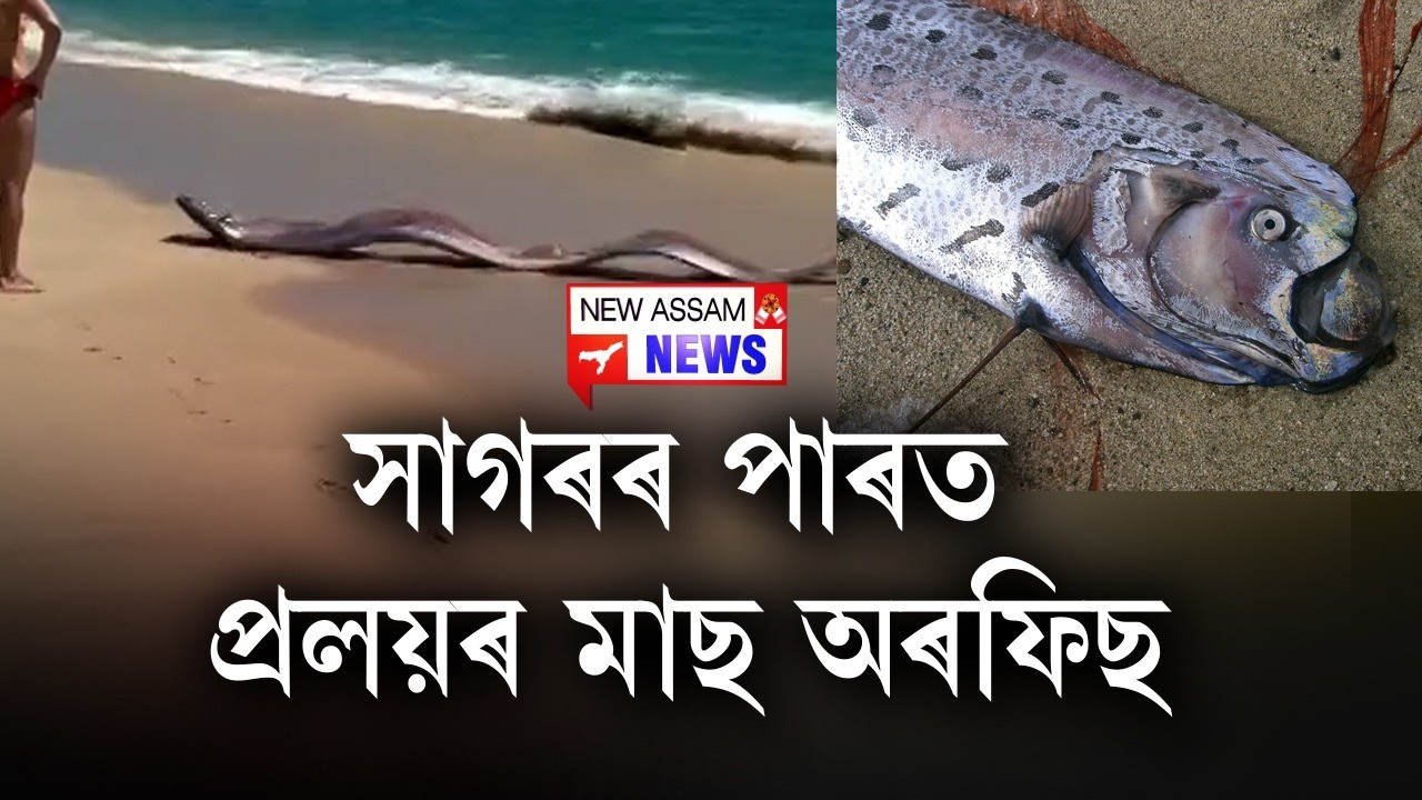 📌দুৰ্যোগৰ বতৰা কঢ়িয়াই শতিকাৰ পাৰলৈ উঠিল বিশেষ মাছ