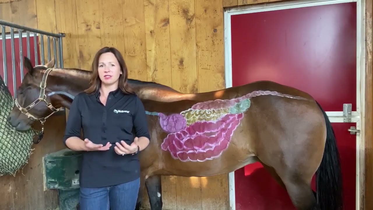 Equine Digestive Health: A Trip Through the Horse's Digestive Tract