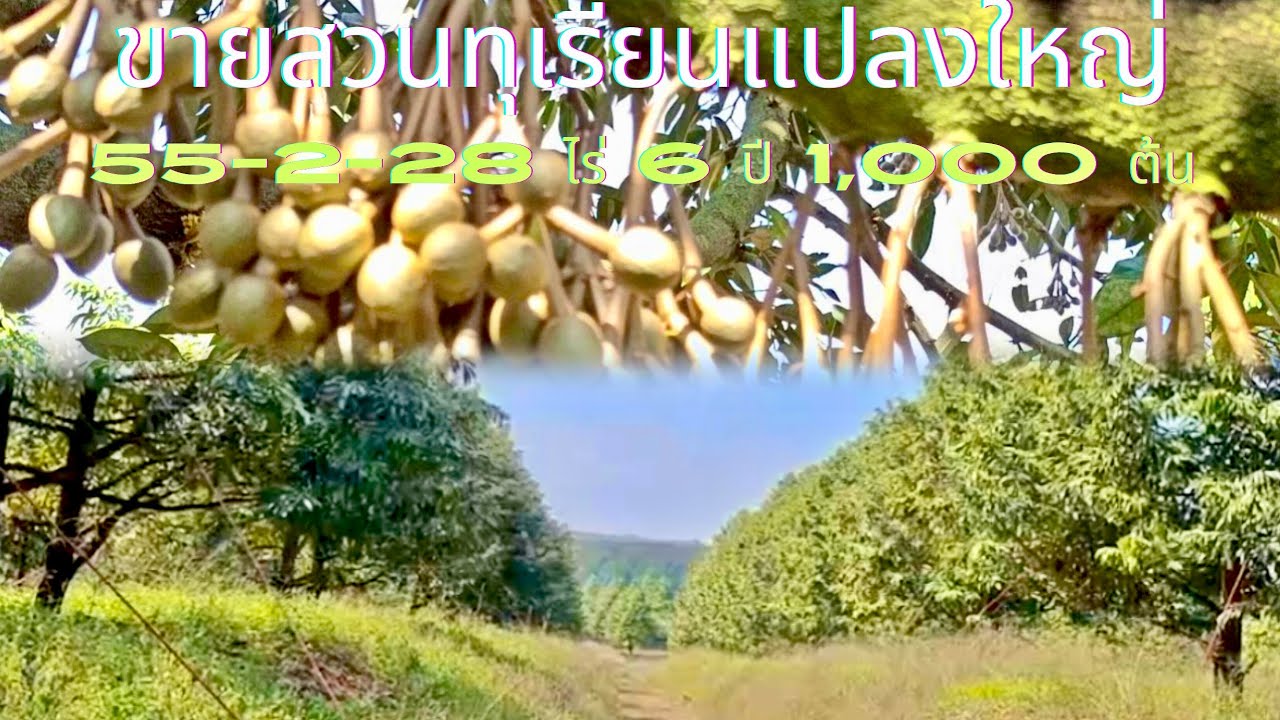 EP797.สวนทุเรียนแปลงใหญ่ 55-2-28ไร่ พร้อมผลผลิต 1,000 ต้น 6 ปี สนใจโทร 0981473498-0887902134