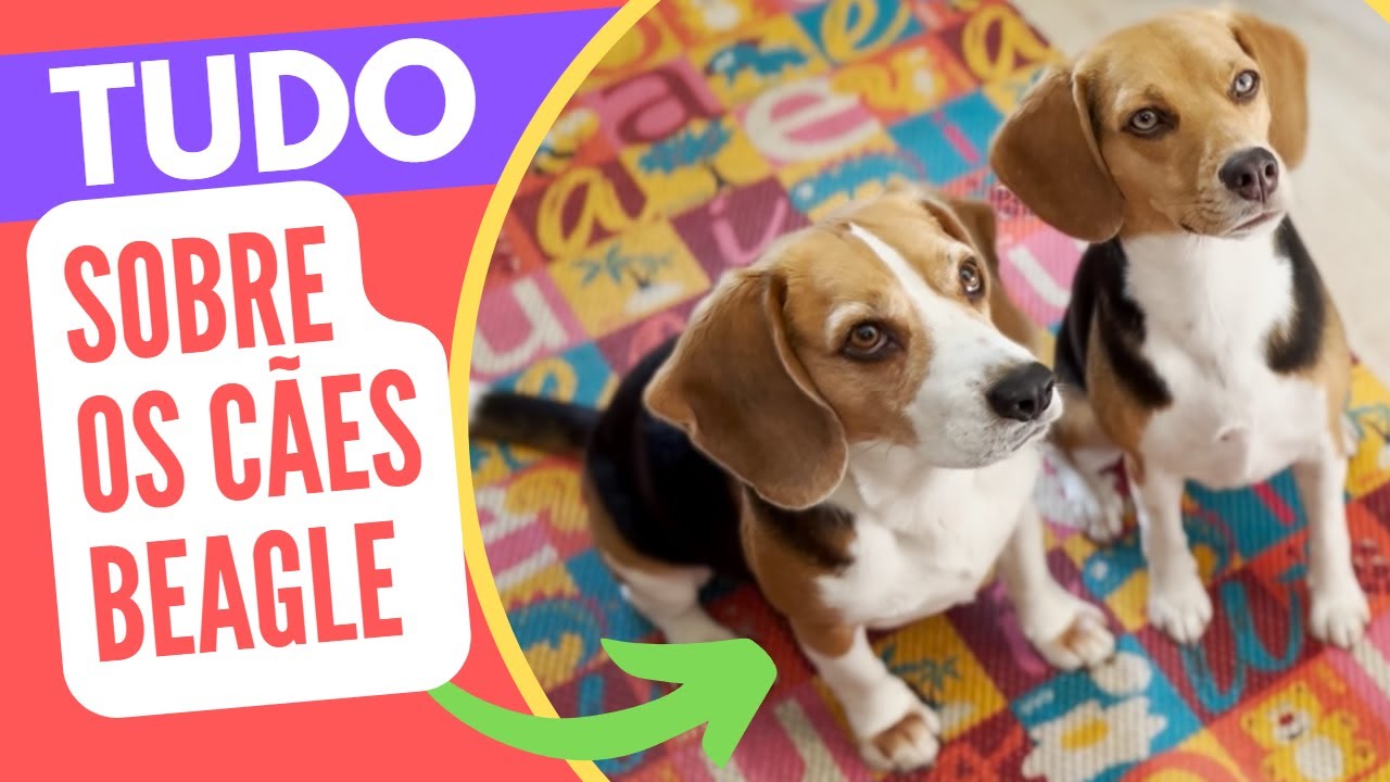 Tudo sobre os beagles: Dicas para ter um cachorro beagle