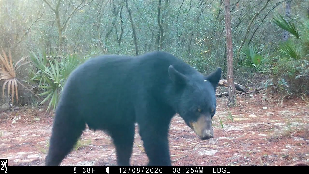 OCALA NATIONAL FOREST TRAIL CAMERAS