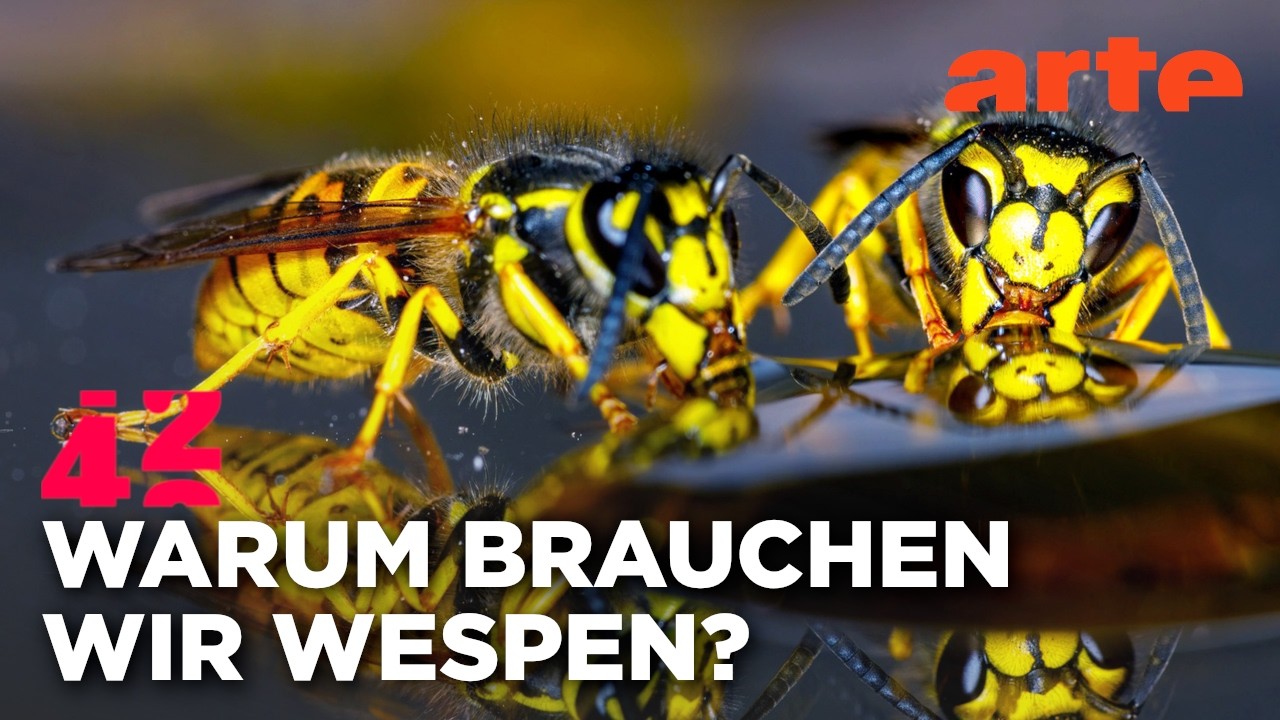 Sind Wespen GAMECHANGER der Evolution? | 42 - Die Antwort auf fast alles | ARTE