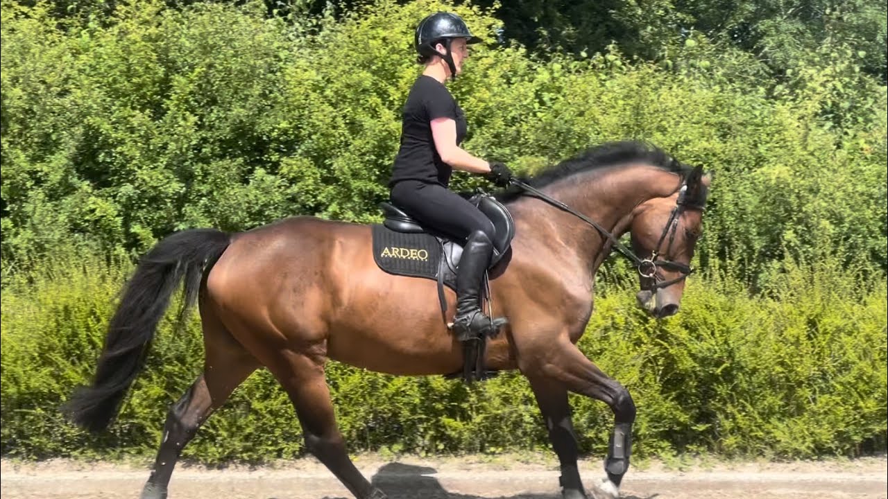 FOR SALE: 5YO Brown Gelding – Genuine & Talented 16–16.1hh | Super Temperament | Big Future Ahead