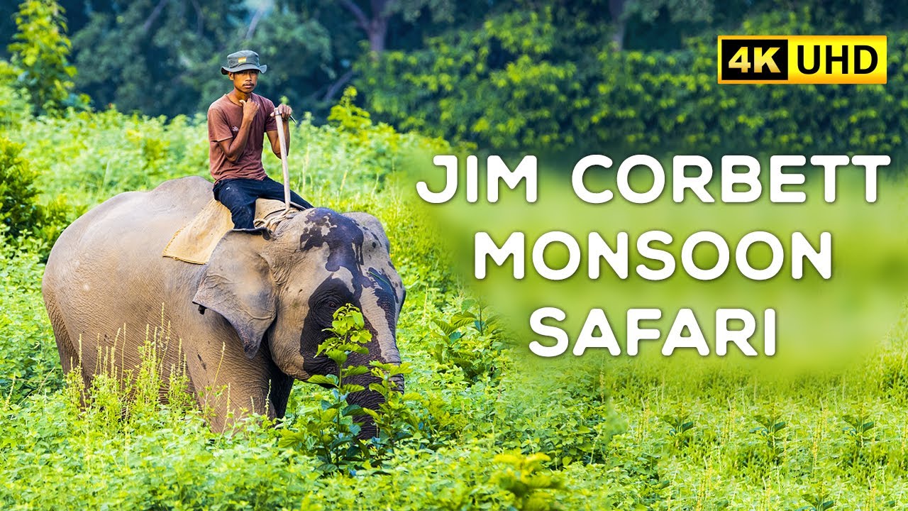 Jim Corbett Monsoon Safari (Jhirna Zone) - 4K Video
