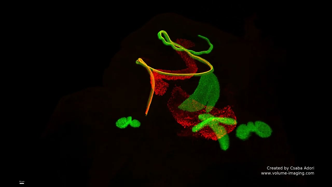3D volume imaging - INNER EAR MOVIE 3