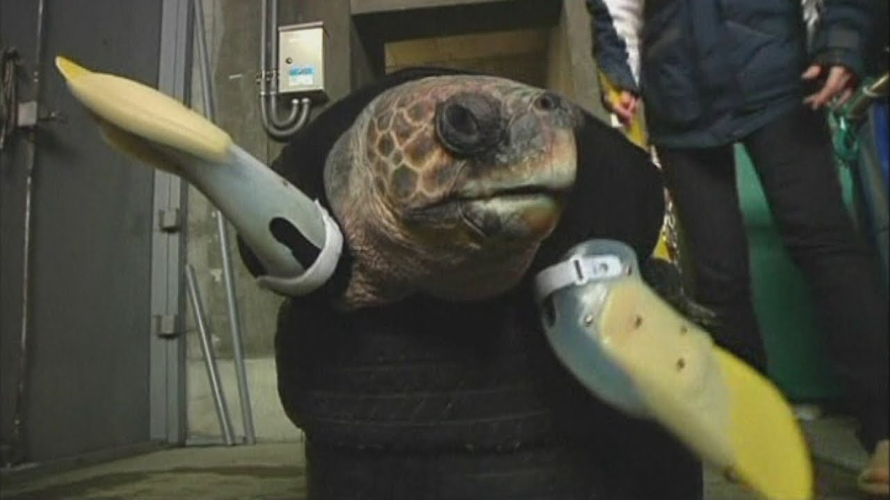 Giant sea turtle gets prosthetic flippers in Japan