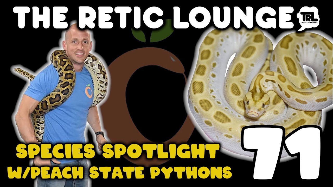 Species Spotlight Burmese Pythons with Matt Bowers of Peach State Pythons | The Retic Lounge #71