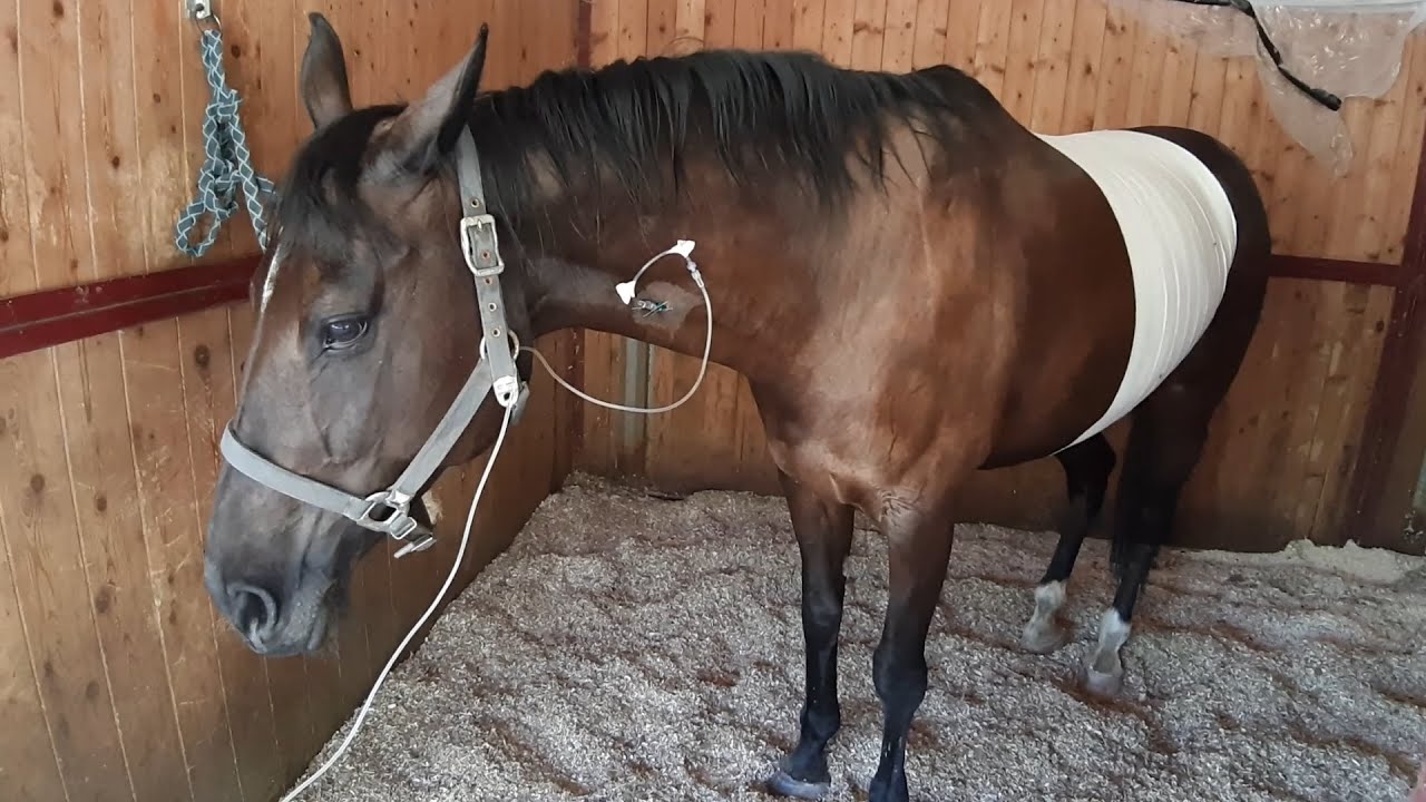 Impossible Days - intervento colica cavallo