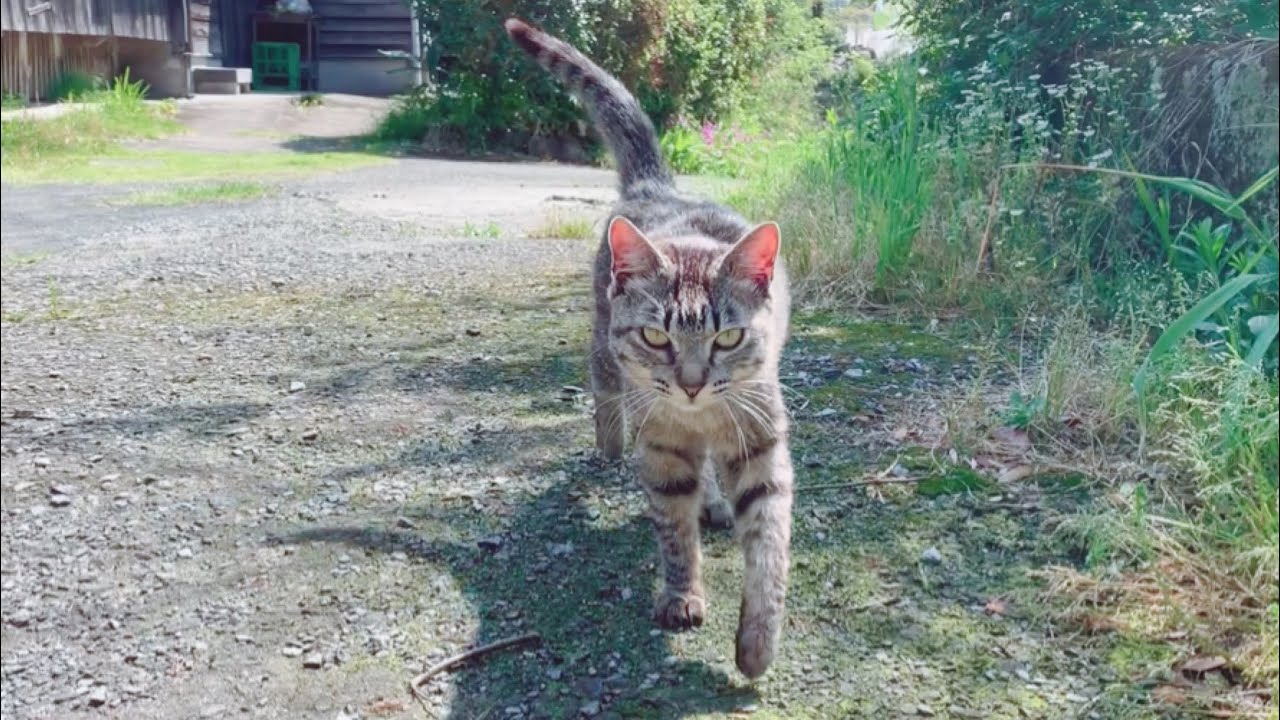 なかなか帰らない謎のニャンコ A friendly stray cat