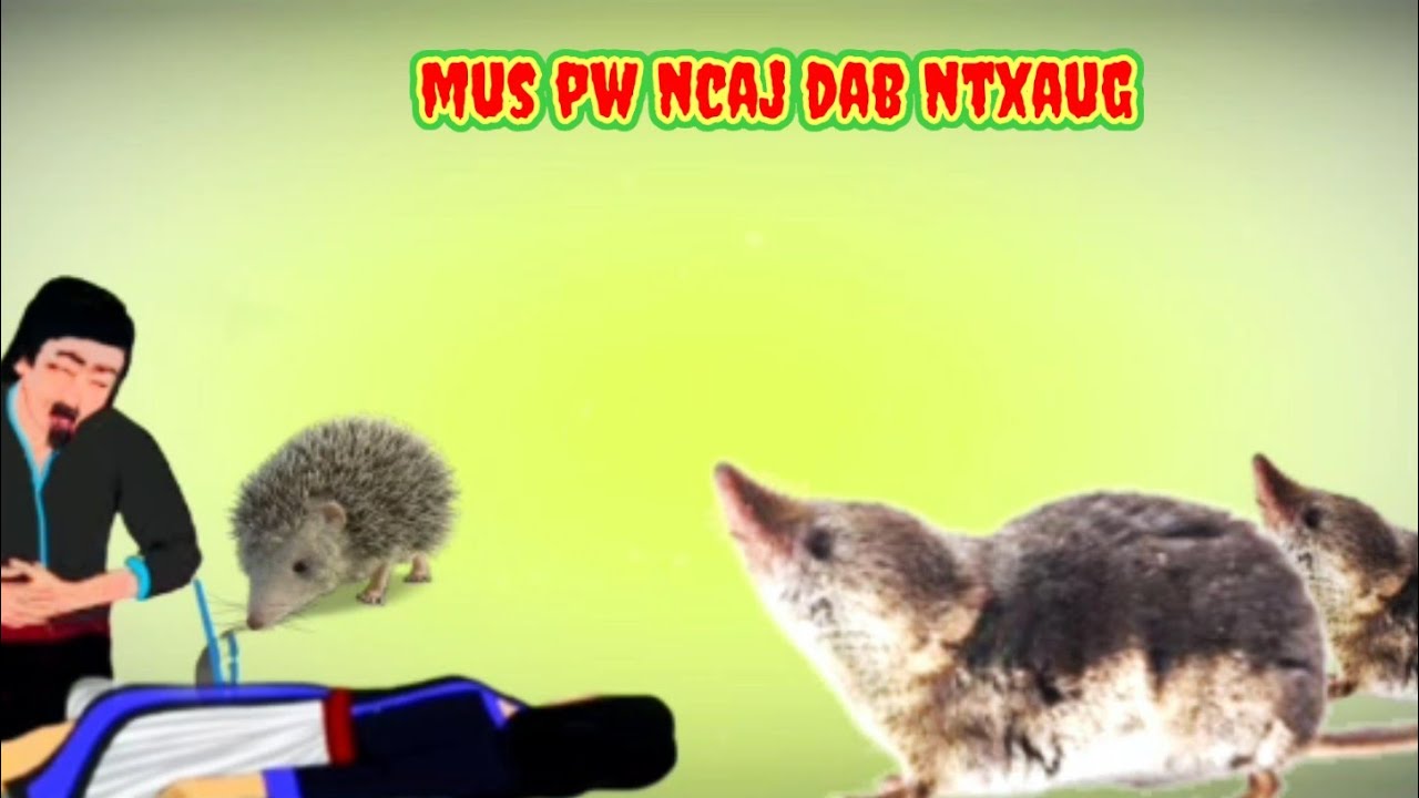 Mu pw ncaj dab ntxaug  thiaj tuag 4/7/2024