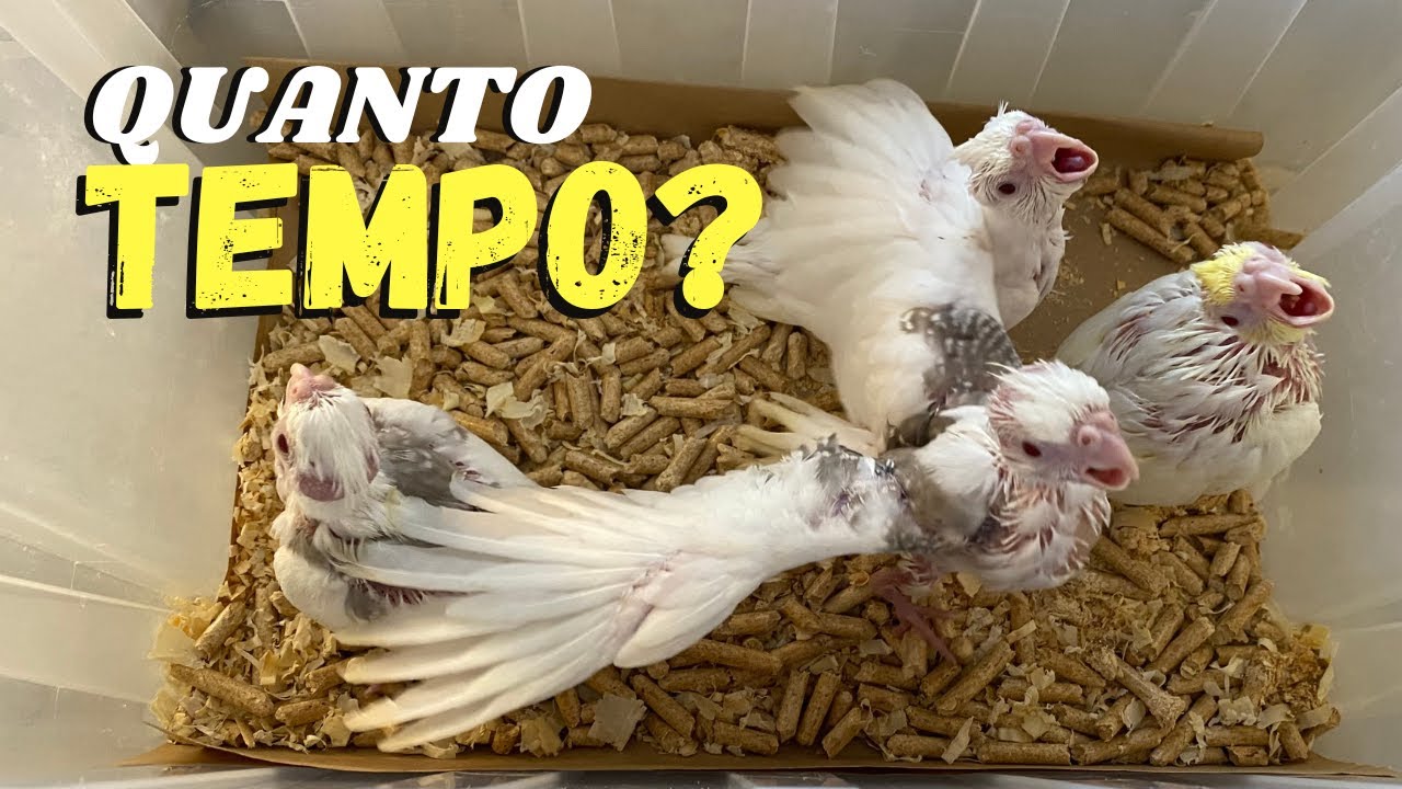 QUANTOS DIAS O FILHOTE DE CALOPSITA DEVE FICAR NA CAIXAR ORGANIZADORA?